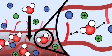 Figure 1. Water entering the polymer film at the interface. Hydrophilic sidechains on the P3MEEMT backbone have favorable intermolecular interactions with water molecules, allowing for uptake of the water ions. This in turn brings in ions from the electrolyte.